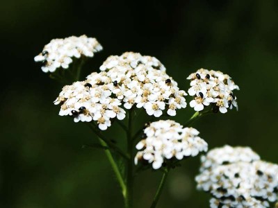 unbekannte pflanze.jpg