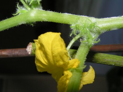 PICT0008.JPG