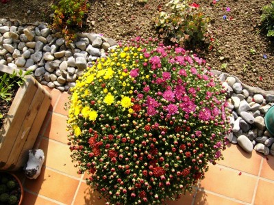 Chrysantheme.jpg