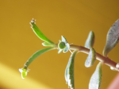 Kalanchoe daigremontiana 015.jpg