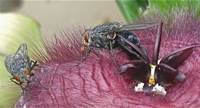 2 fliegen auf stapelia.jpg