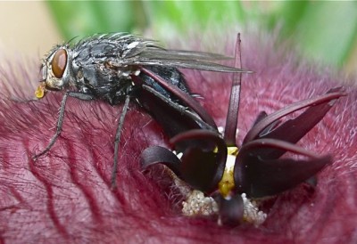 stapelia mit Fliege.jpg