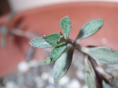 Kalanchoe daigremontiana 014.jpg