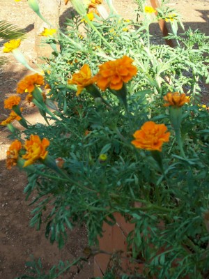 Immagine 028.jpg