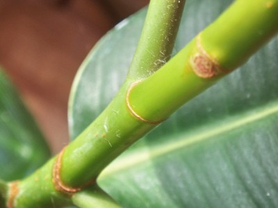Ficus Elastica 022.jpg