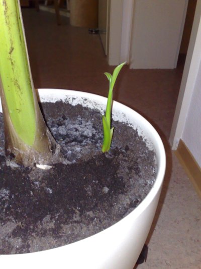 HILFE! Ich brauche ganz dringend Hilfe mit meiner Banane!!!! · Pflanzen &  Botanik · GREEN24 Pflanzen & Garten Forum