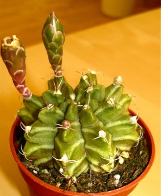 gymnocalicium mihanovichii.jpg