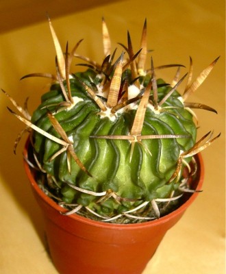 Echinofossulocactus multicostatus.jpg