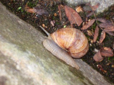Weinbergschnecke.JPG