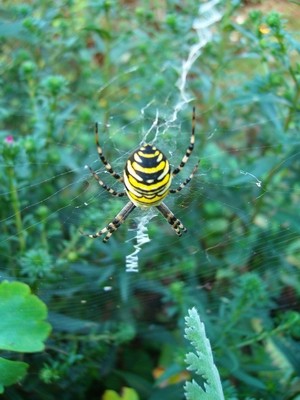 Zebraspinne - 1.JPG