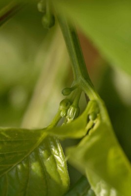 Habanero Knospe.jpg