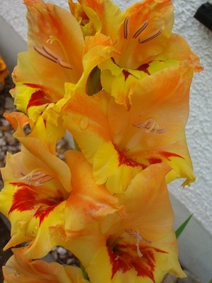 Gladiole - orange - 1.JPG