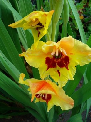 Gladiole - gelb-orange - 3.JPG