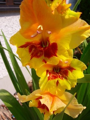 Gladiole - gelb-orange - 2.JPG