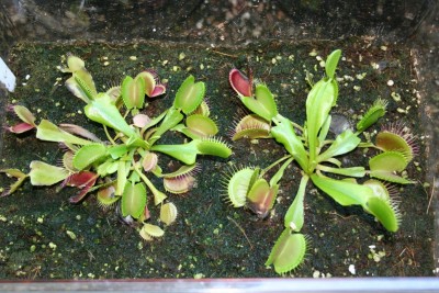 Dionaea1.JPG