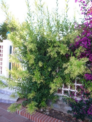 Busch Terrasse.jpg