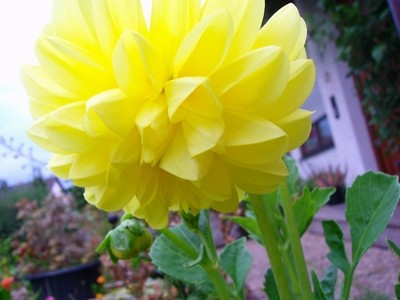 Pompondahlie - gelb.JPG