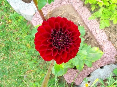 Pompondahlie - dunkelrot.JPG