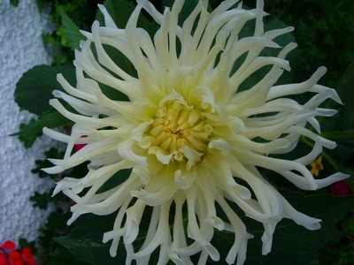 Dahlie - weiß - 2.JPG