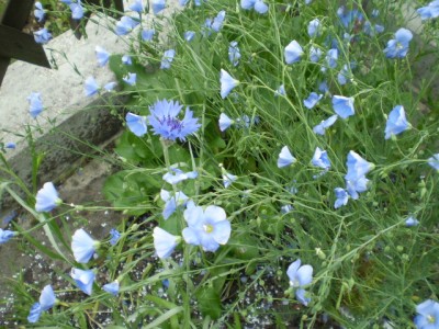 Kornblume im Staudenlein.JPG