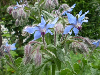 Borretschblüten.JPG