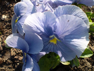 Viola blau groß.JPG