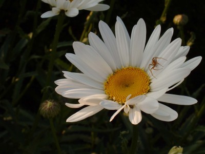 Margarite_mit_Spinne_0718.jpg