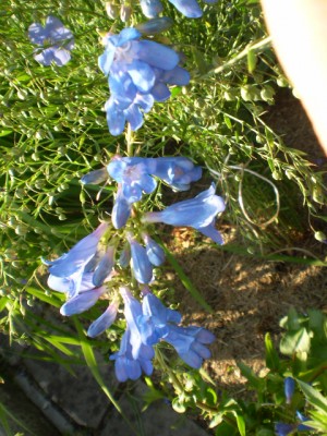 blauer Bartfaden1.JPG