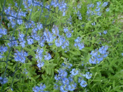 veronica teucrium bei lavendel.JPG
