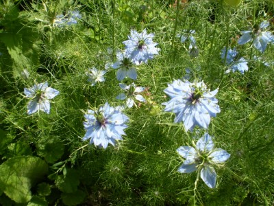 Nigella.JPG