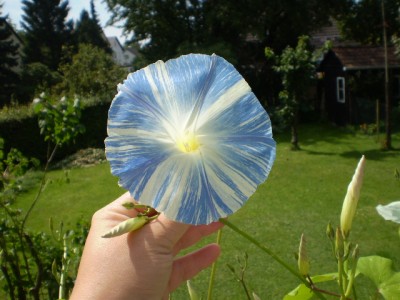 Trichterwinde weiß blau.JPG