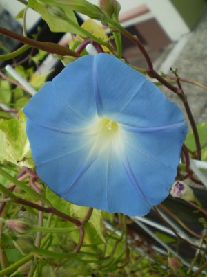 Trichterwinde hellblau2.JPG