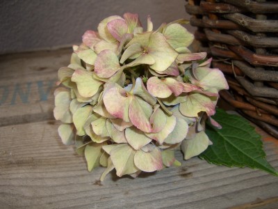 hortensie01.JPG