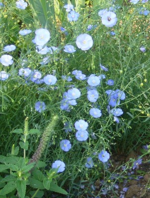 Linum_perenne.jpg