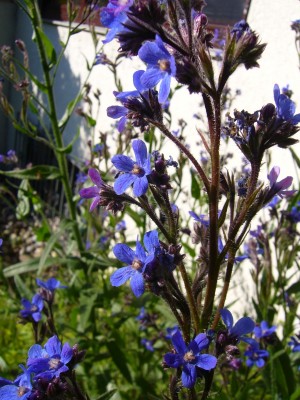 Anchusa_azurea.jpg
