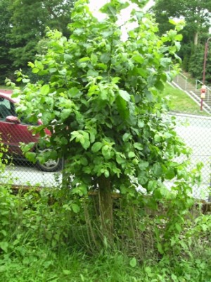 unkrautbaum.jpg
