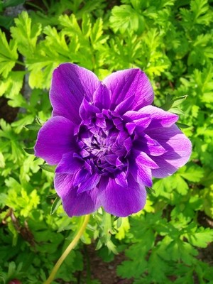Anemone - blau - gefüllt.JPG