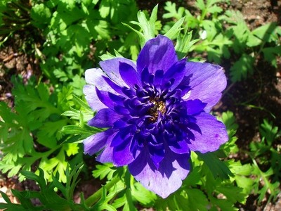 Anemone - blau - gefüllt - 2.JPG