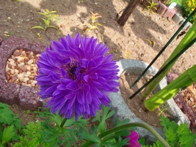 Anemone - blau - gefüllt - 1.JPG