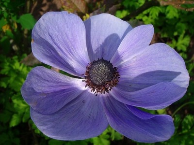 Anemone - blau.JPG