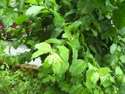 unkrautbaum2.jpg