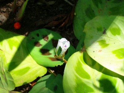 Blüte.JPG