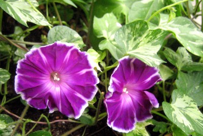 lila_5443.JPG