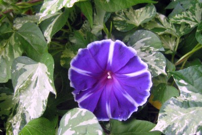 blau_5447.JPG