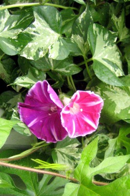 lila-rot_5458.JPG