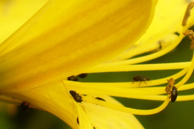 Lilien o. Fresien mit Krabelkäfer.JPG