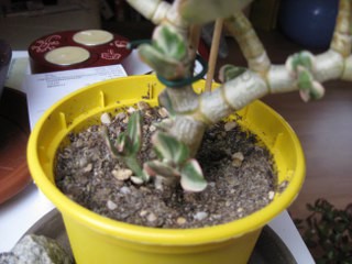 Bild 005_320x240.jpg