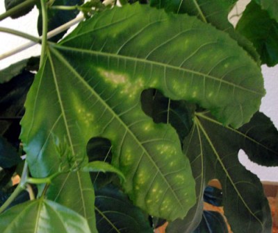 Passi-Blatt.jpg