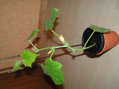 PICT0012.JPG