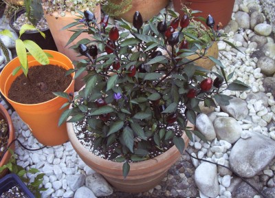 Pflanzen 2009-08-23 001.jpg